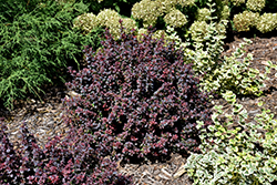 Sunjoy Todo Japanese Barberry (Berberis 'NCBX1') at Bayport Flower Houses