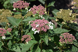 Invincibelle Lace Hydrangea (Hydrangea arborescens 'SMNHRLL') at Bayport Flower Houses