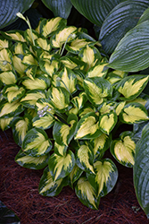 Shadowland Etched Glass Hosta (Hosta 'Etched Glass') at Bayport Flower Houses