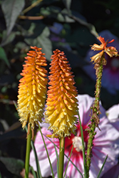 Pyromania Backdraft Torchlily (Kniphofia 'Backdraft') at Bayport Flower Houses