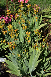 Freckle Face Blackberry Lily (Belamcanda chinensis 'Freckle Face') at Bayport Flower Houses