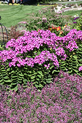 Garden Girls Cover Girl Garden Phlox (Phlox paniculata 'Cover Girl') at Bayport Flower Houses