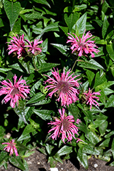 Upscale Pink Chenille Beebalm (Monarda 'Pink Chenille') at Bayport Flower Houses
