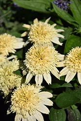 Double Coded Butter Pecan Coneflower (Echinacea 'Butter Pecan') at Bayport Flower Houses