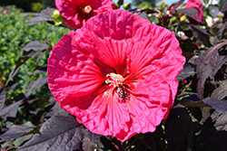 Summerific Evening Rose Hibiscus (Hibiscus 'Evening Rose') at Bayport Flower Houses