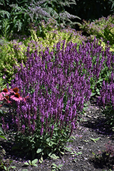 Pink Profusion Meadow Sage (Salvia nemorosa 'Pink Profusion') at Bayport Flower Houses