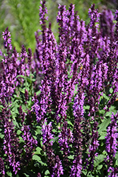 Pink Profusion Meadow Sage (Salvia nemorosa 'Pink Profusion') at Bayport Flower Houses