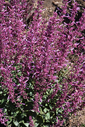 Meant to Bee Royal Raspberry Hyssop (Agastache 'Royal Raspberry') at Bayport Flower Houses