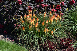 Pyromania Backdraft Torchlily (Kniphofia 'Backdraft') at Bayport Flower Houses