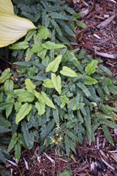 Spine Tingler Barrenwort (Epimedium 'Spine Tingler') at Bayport Flower Houses