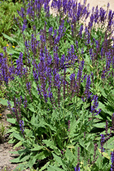 Blue By You Meadow Sage (Salvia nemorosa 'Balsalbyu') at Bayport Flower Houses