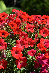 Supertunia Really Red Petunia (Petunia 'Sunremi') at Bayport Flower Houses