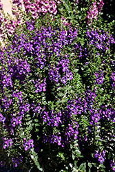 Archangel Purple Angelonia (Angelonia angustifolia 'Balarcpurpi') at Bayport Flower Houses