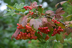 Wentworth Highbush Cranberry (Viburnum trilobum 'Wentworth') at Bayport Flower Houses