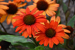 Kismet Intense Orange Coneflower (Echinacea 'TNECHKIO') at Bayport Flower Houses