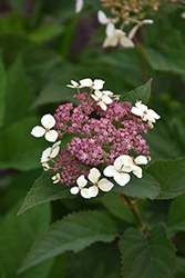 Invincibelle Lace Hydrangea (Hydrangea arborescens 'SMNHRLL') at Bayport Flower Houses