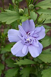 Blue Chiffon Rose of Sharon (Hibiscus syriacus 'Notwoodthree') at Bayport Flower Houses