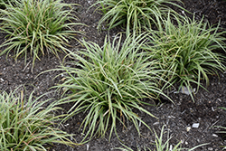 Silver Sceptre Variegated Japanese Sedge (Carex morrowii 'Silver Sceptre') at Bayport Flower Houses