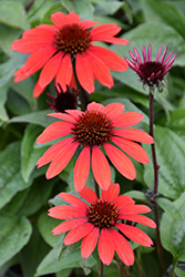 Panama Red Coneflower (Echinacea 'Panama Red') at Bayport Flower Houses