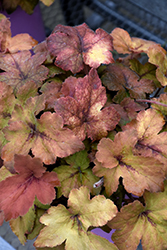 Pumpkin Spice Foamy Bells (Heucherella 'Pumpkin Spice') at Bayport Flower Houses