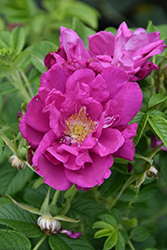 Purple Pavement Rose (Rosa 'Purple Pavement') at Bayport Flower Houses