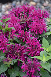 Balmy Purple Beebalm (Monarda didyma 'Balbalmurp') at Bayport Flower Houses