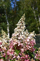 Candelabra Hydrangea (Hydrangea paniculata 'Hpopr013') at Bayport Flower Houses