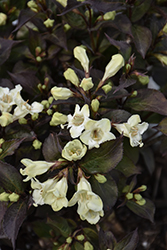 Wine & Spirits Weigela (Weigela florida 'SMNWFGC') at Bayport Flower Houses