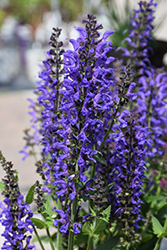 Color Spires Indiglo Girl Sage (Salvia 'Indiglo Girl') at Bayport Flower Houses