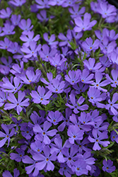 Violet Pinwheels Phlox (Phlox 'Violet Pinwheels') at Bayport Flower Houses