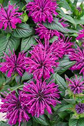 Rockin' Raspberry Beebalm (Monarda 'Rockin' Raspberry') at Bayport Flower Houses