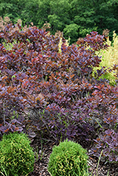 Velveteeny Purple Smokebush (Cotinus coggygria 'Cotsidh5') at Bayport Flower Houses