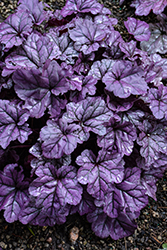 Dolce Wildberry Coral Bells (Heuchera 'Wildberry') at Bayport Flower Houses