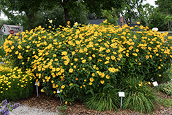 Burning Hearts False Sunflower (Heliopsis helianthoides 'Burning Hearts') at Bayport Flower Houses