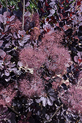 Velveteeny Purple Smokebush (Cotinus coggygria 'Cotsidh5') at Bayport Flower Houses