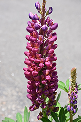 West Country Masterpiece Lupine (Lupinus 'Masterpiece') at Bayport Flower Houses
