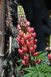 West Country Tequila Flame Lupine (Lupinus 'Tequila Flame') at Bayport Flower Houses