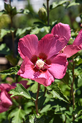 Chateau de Chambord Rose of Sharon (Hibiscus syriacus 'Minsyre10') at Bayport Flower Houses