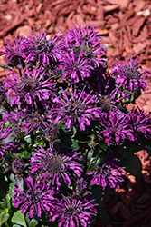 Rockin' Raspberry Beebalm (Monarda 'Rockin' Raspberry') at Bayport Flower Houses