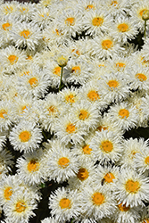 Coconut Shasta Daisy (Leucanthemum x superbum 'Coconut') at Bayport Flower Houses