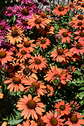 Kismet Intense Orange Coneflower (Echinacea 'TNECHKIO') at Bayport Flower Houses