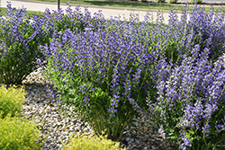 Blue Wild Indigo (Baptisia australis) at Bayport Flower Houses