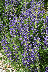 Blue Wild Indigo (Baptisia australis) at Bayport Flower Houses