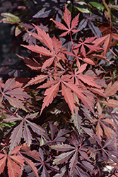 Purple-Leaf Japanese Maple (Acer palmatum 'Atropurpureum') at Bayport Flower Houses