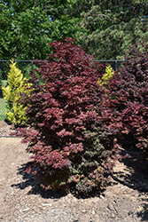 Twombly's Red Sentinel Japanese Maple (Acer palmatum 'Twombly's Red Sentinel') at Bayport Flower Houses