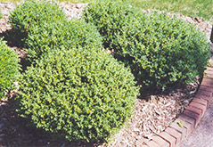 Japanese Boxwood (Buxus microphylla) at Bayport Flower Houses