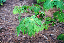 Fullmoon Maple (Acer japonicum) at Bayport Flower Houses
