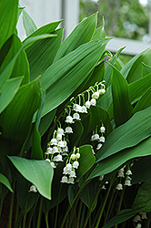 Lily-Of-The-Valley (Convallaria majalis) at Bayport Flower Houses