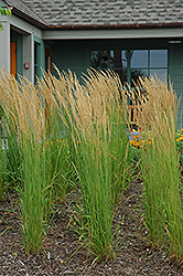 Karl Foerster Reed Grass (Calamagrostis x acutiflora 'Karl Foerster') at Bayport Flower Houses