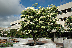 Ivory Silk Japanese Tree Lilac (Syringa reticulata 'Ivory Silk') at Bayport Flower Houses